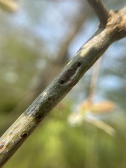 Callirhytis medularis