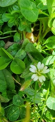 Cerastium fontanum