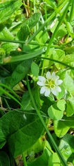 Cerastium fontanum