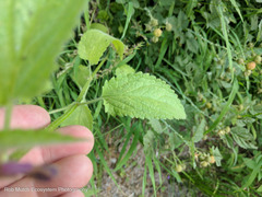 Stachys chamissonis cooleyae