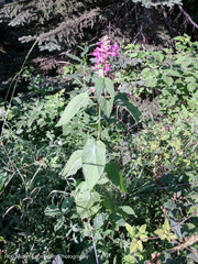 Stachys chamissonis cooleyae