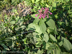 Stachys chamissonis cooleyae