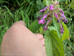 Stachys chamissonis cooleyae