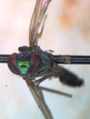 Dolichopodidae