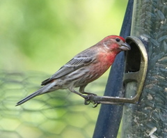 Haemorhous mexicanus