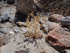 Mentzelia involucrata