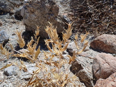 Mentzelia involucrata