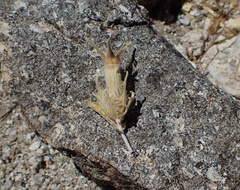 Mentzelia involucrata