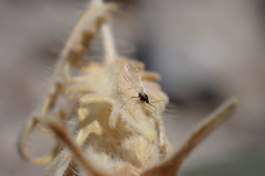 Mentzelia involucrata