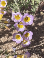 Phacelia bicolor