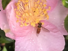 Episyrphus viridaureus