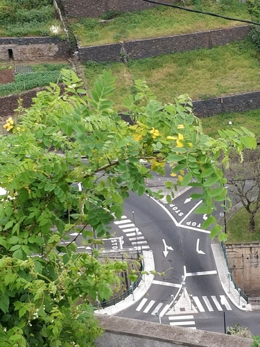 Robinia pseudoacacia image