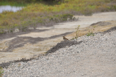 Passerculus sandwichensis beldingi