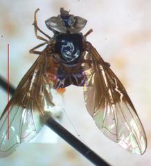 Ocyptamus dimidiatus