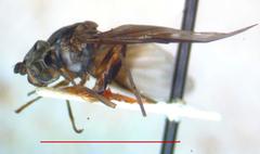 Ocyptamus dimidiatus