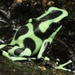 Green-and-black Poison Dart Frog - Photo (c) Noah Yawn, some rights reserved (CC BY), uploaded by Noah Yawn