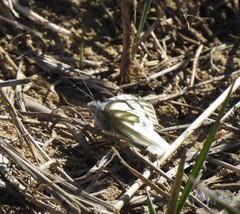 Pontia occidentalis