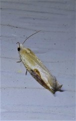 Pseudexentera costomaculana