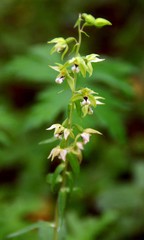 Epipactis papillosa