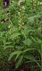 Epipactis papillosa