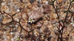 Nemacladus pinnatifidus