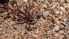 Nemacladus pinnatifidus