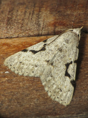 Herminodes concatenalis