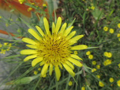 Tragopogon dubius