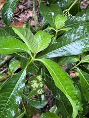 Palicourea tetragona