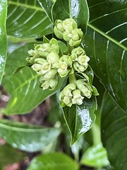 Palicourea tetragona