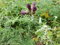 Cirsium remotifolium