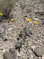 Enceliopsis nudicaulis