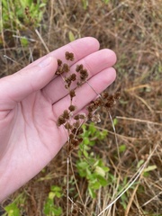 Juncus megacephalus