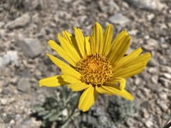Enceliopsis nudicaulis