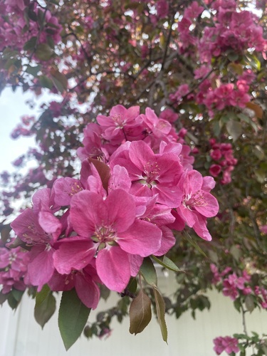 Malus moerlandsii, photographed by an iNaturalist contributor