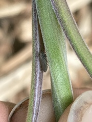 Agallia quadripunctata