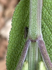 Agallia quadripunctata