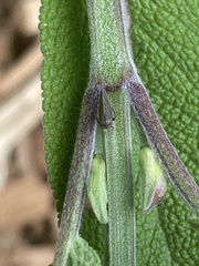 Agallia quadripunctata