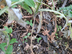 Cirsium remotifolium