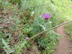 Cirsium remotifolium
