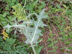Cirsium remotifolium