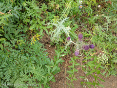 Cirsium remotifolium