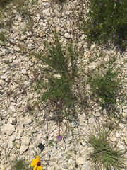 Dalea tenuis