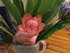 Etlingera elatior