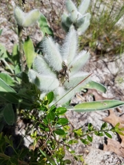 Lupinus villosus