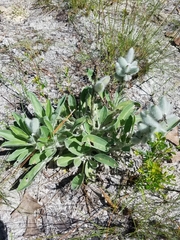 Lupinus villosus