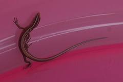 Emoia cyanura