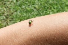 Calligrapha pantherina