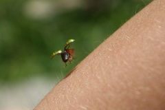 Calligrapha pantherina
