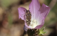 Acmaeodera hepburnii